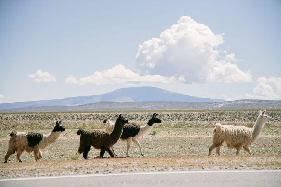 A group of llamas walking across a road in San Pedro de Atacama, Chile.