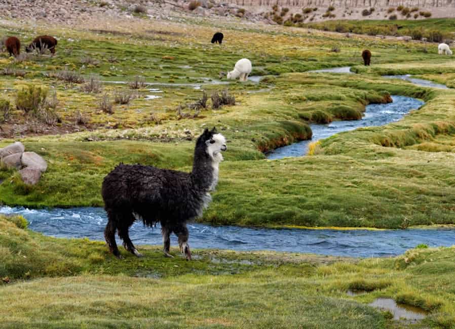 Scenic view of alpacas grazing by a stream in Arica y Parinacota, Chile.