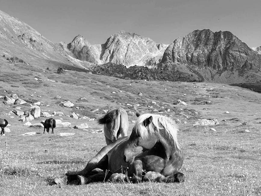 A serene scene of wild horses relaxing against the Andorran mountain backdrop.
