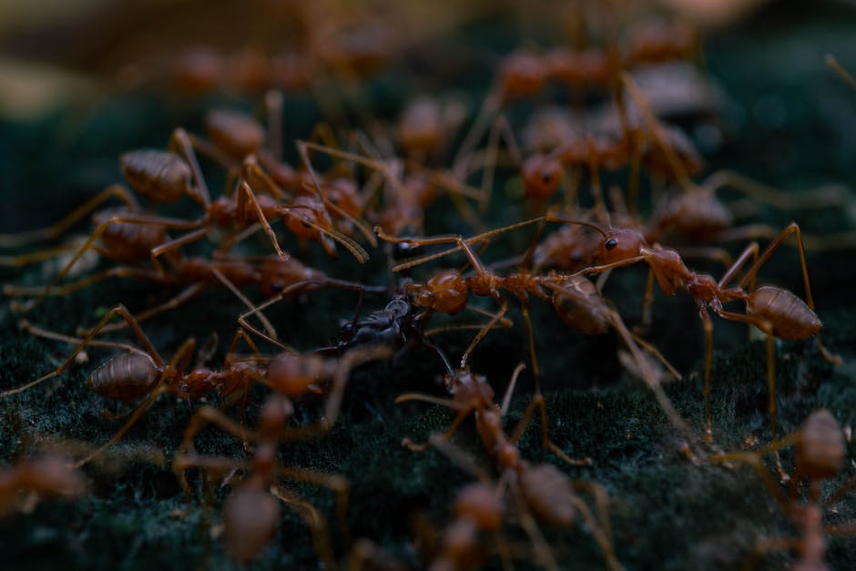 Detailed macro shot of fire ants interacting on a forest floor in Jakarta, Indonesia.