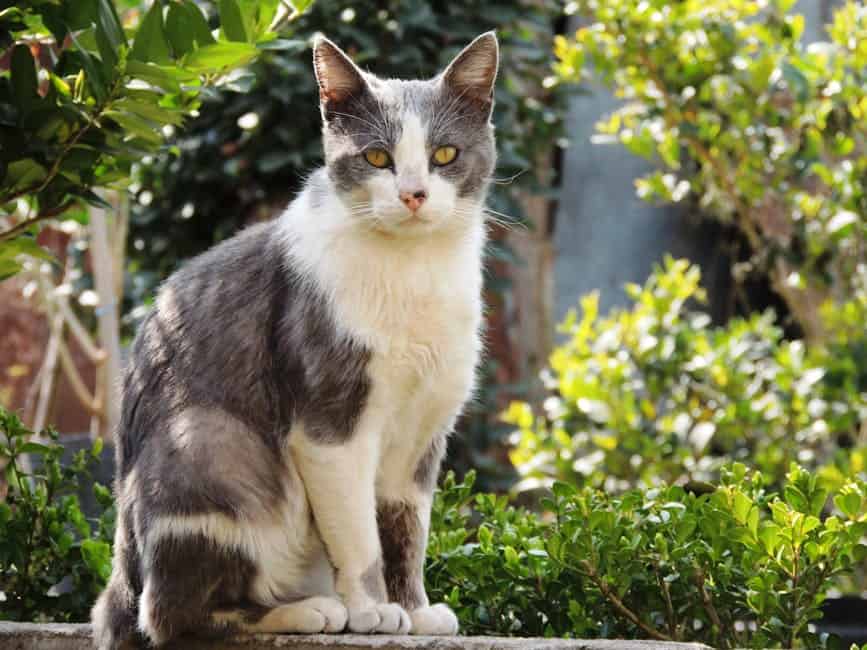 Gray and white domestic cat sitting on a garden ledge, soaking up the sunlight.